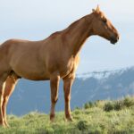Horse Insurance