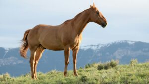 Horse Insurance