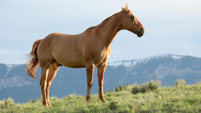 Horse Insurance